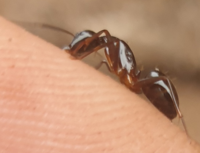 Camponotus hesperius?