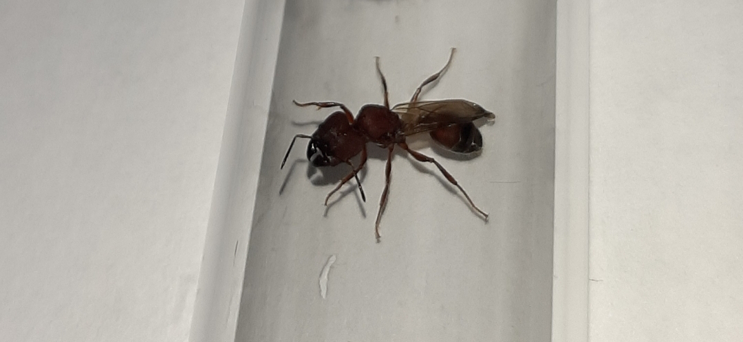 Ayuda de identificacion de Reina