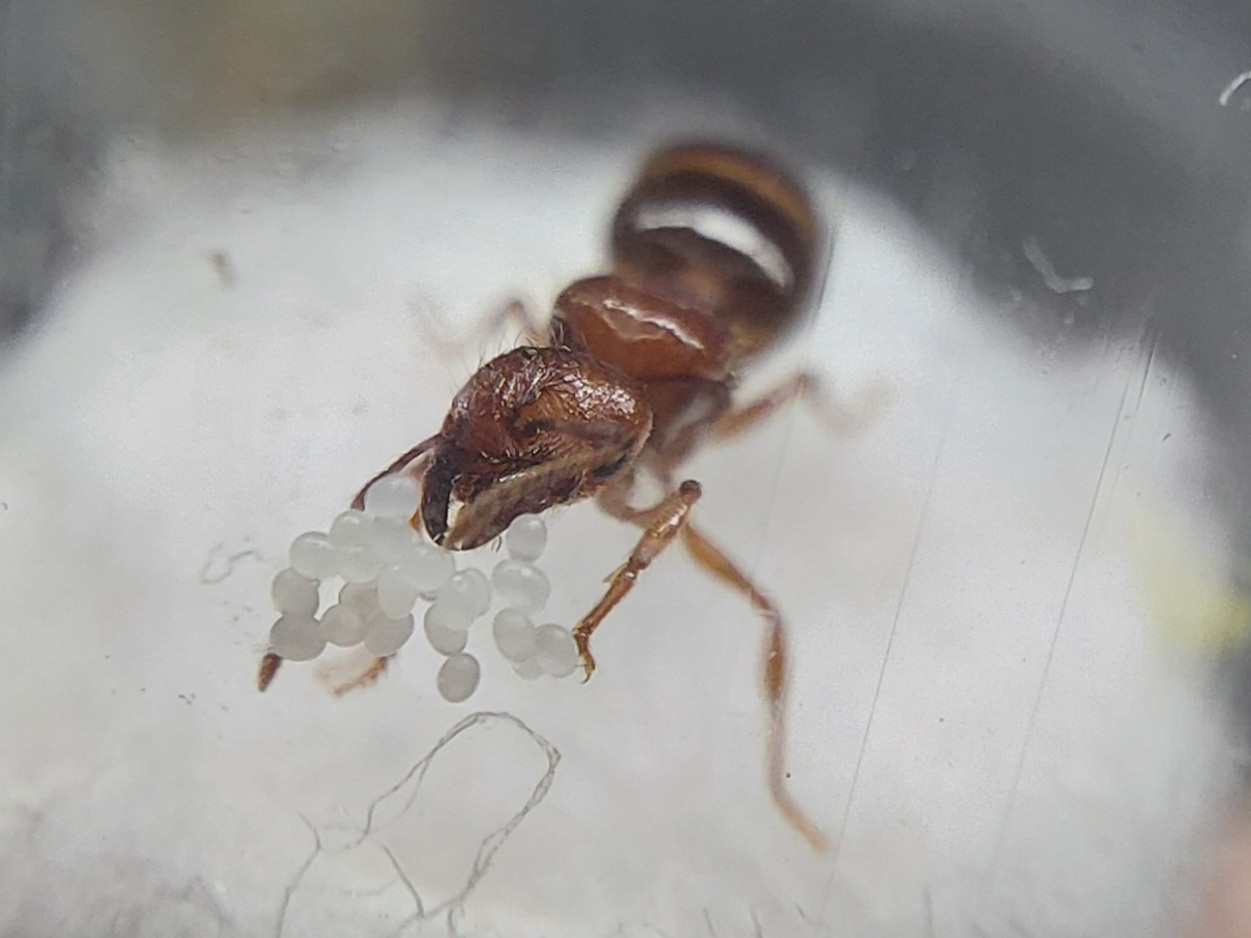 Identificacion Va