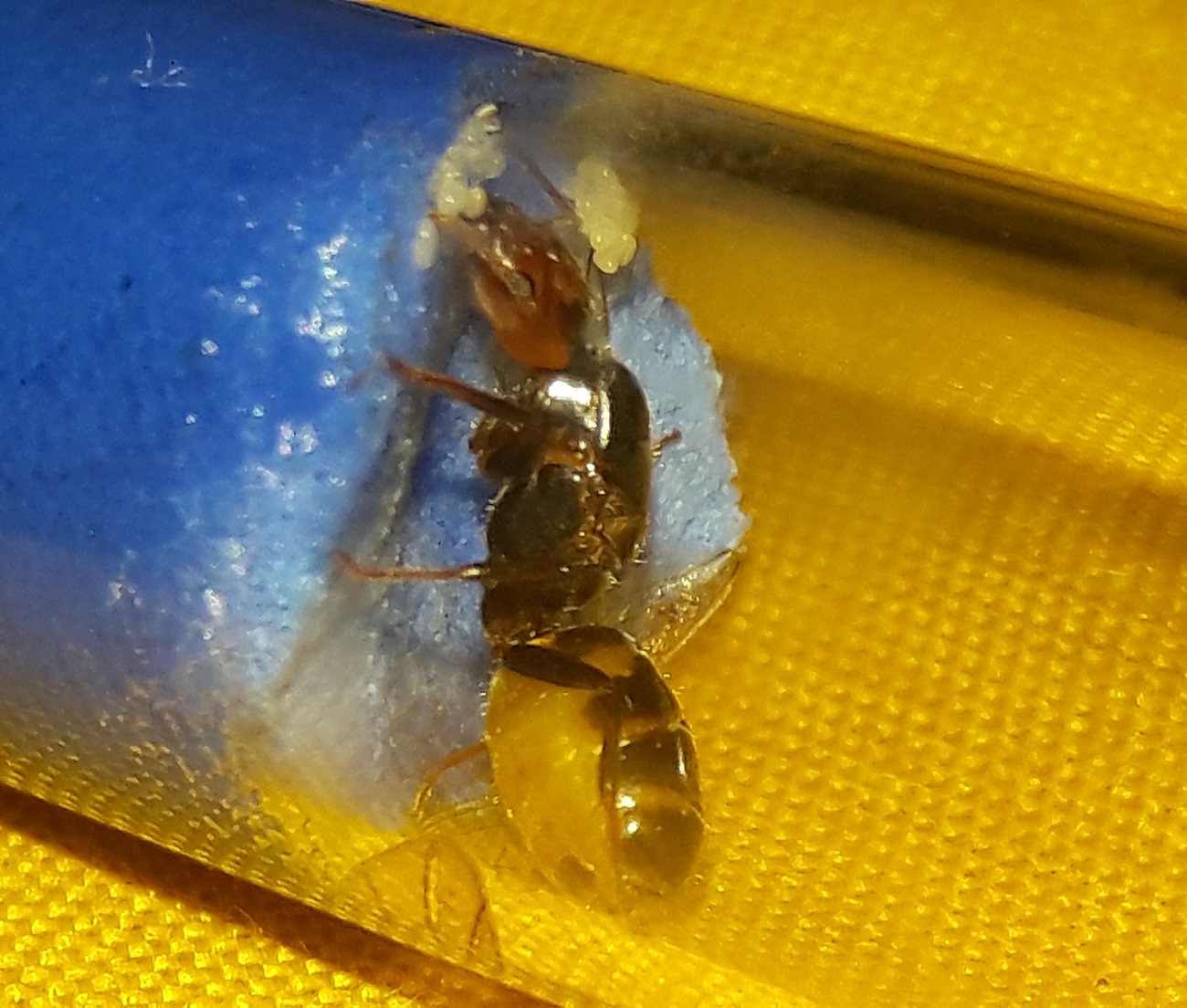camponotus