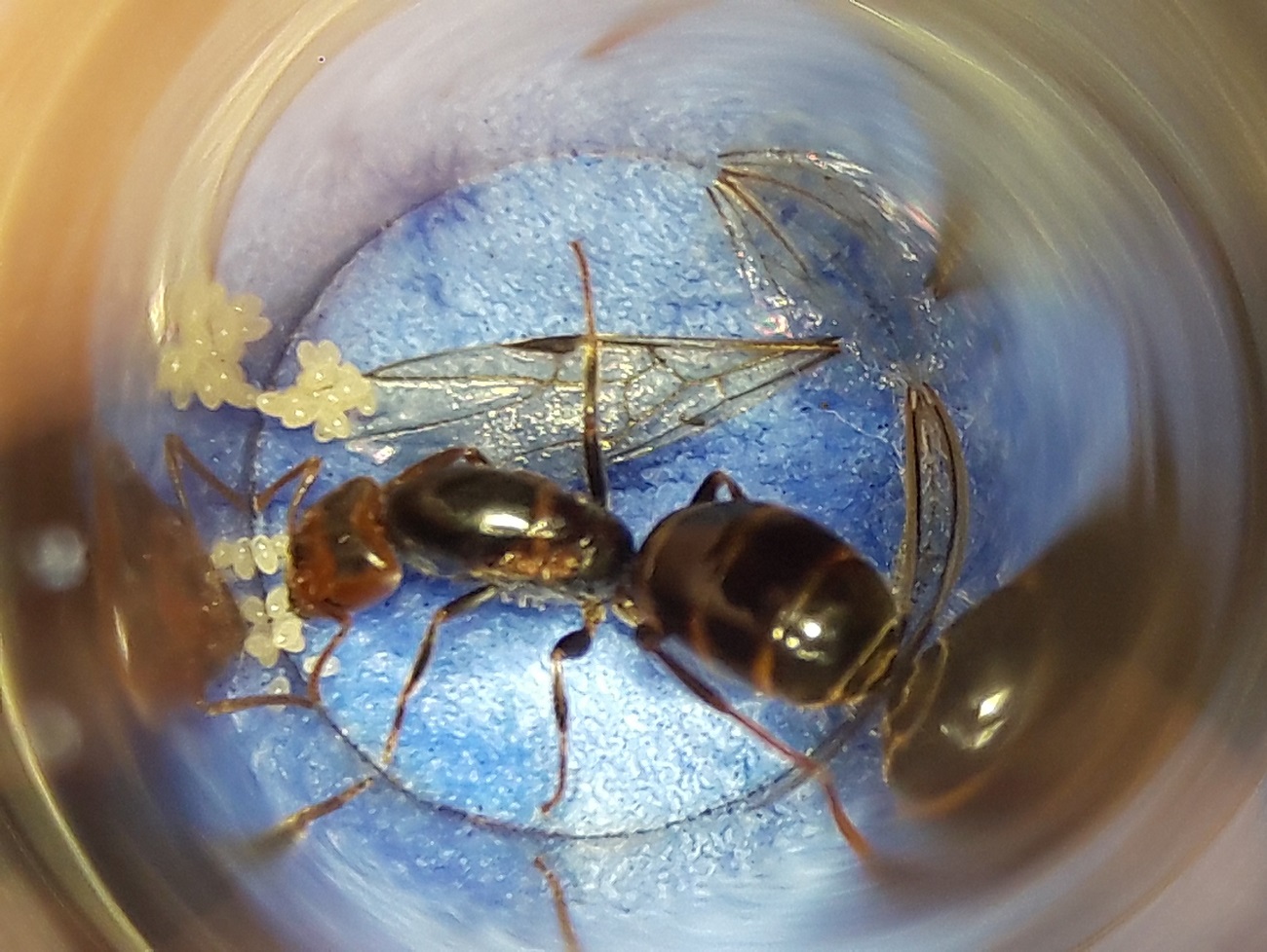 camponotus