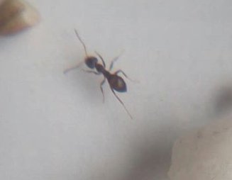 Posible Lasius 2