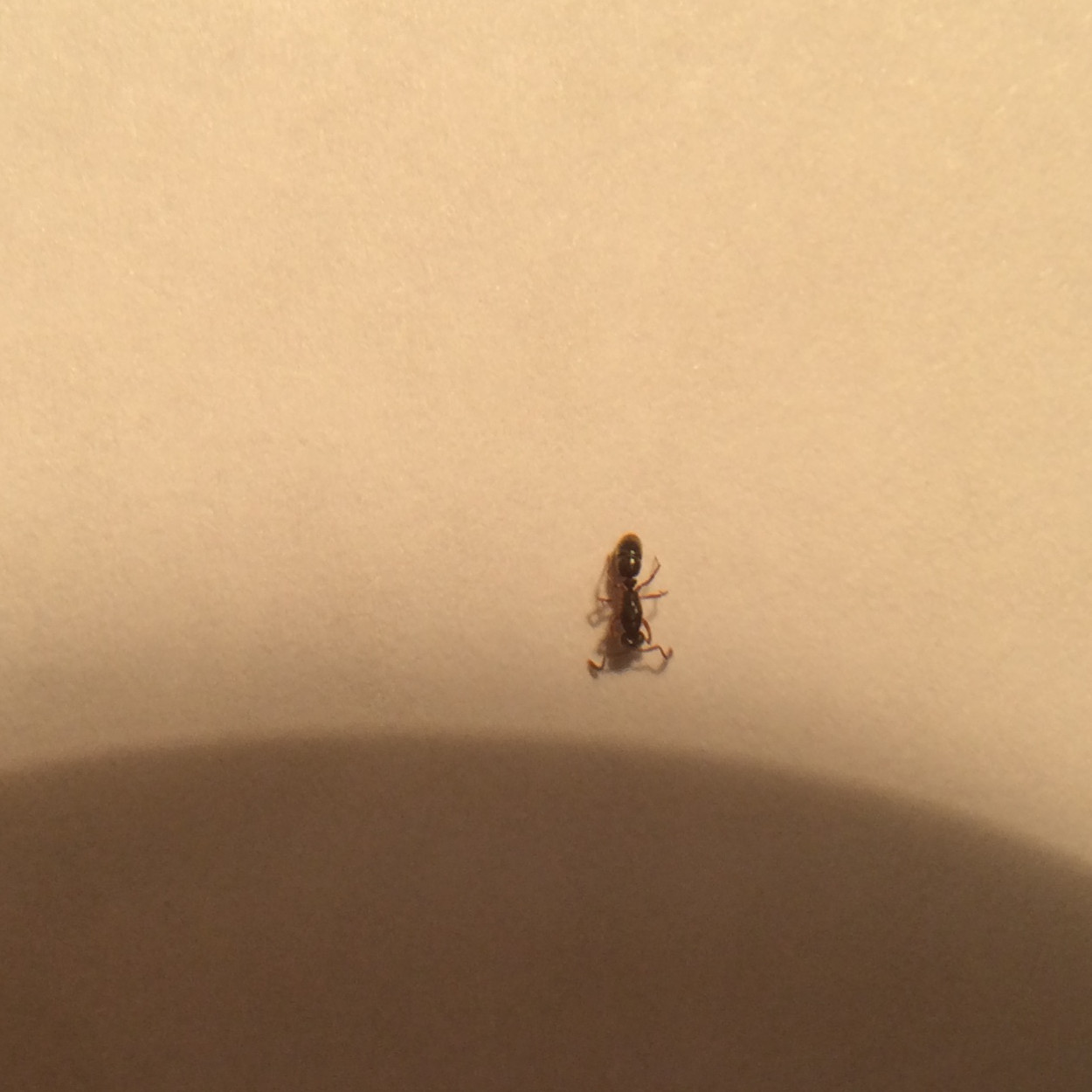 posible ponerinae?