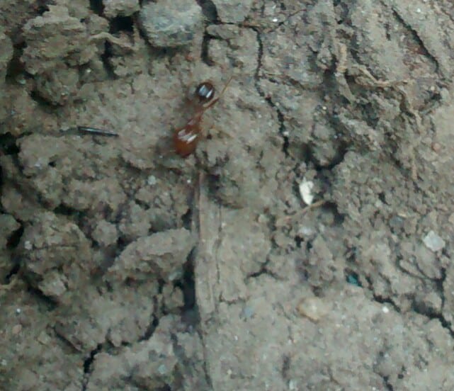 identificar