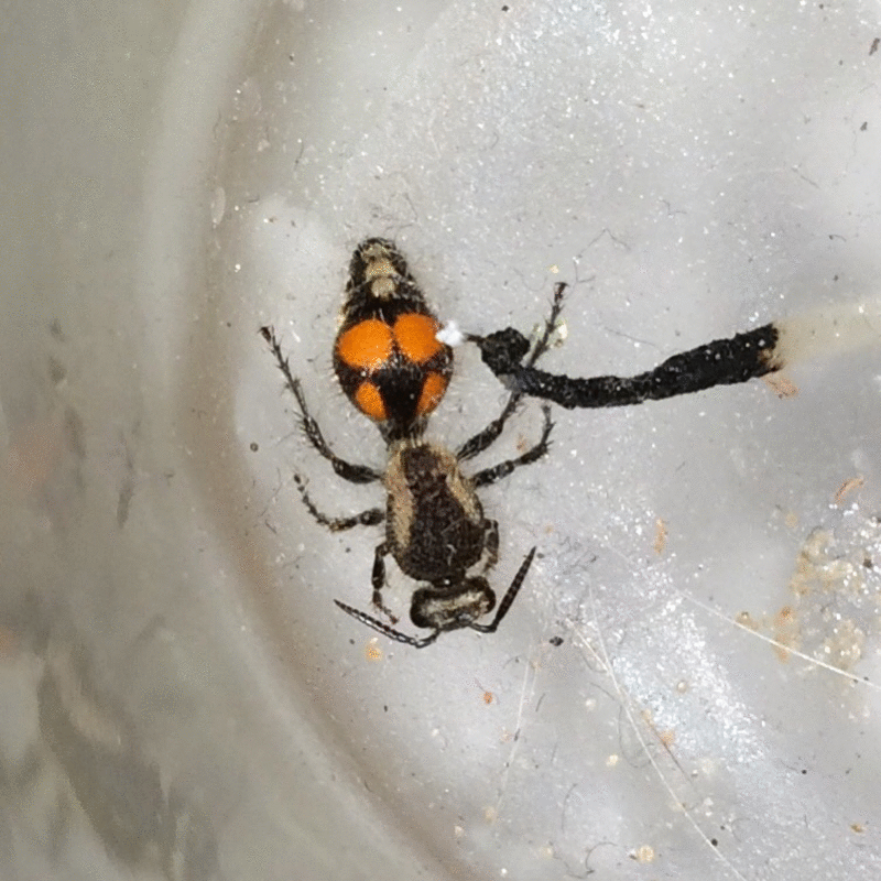 HORMIga rara
