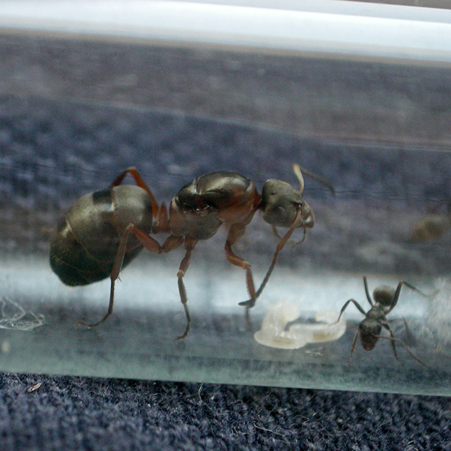 formica 1 perfil
