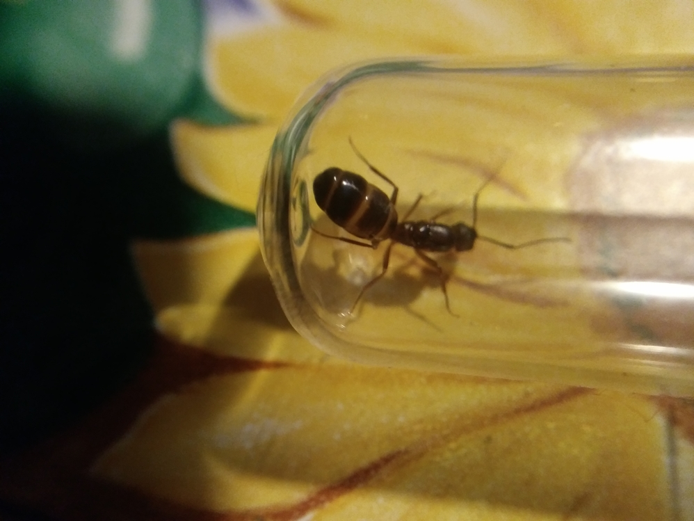 Reina no identificada 2