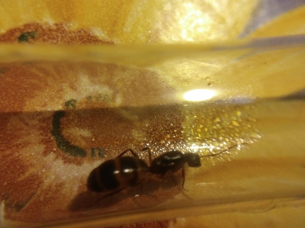 Reina no identificada 3
