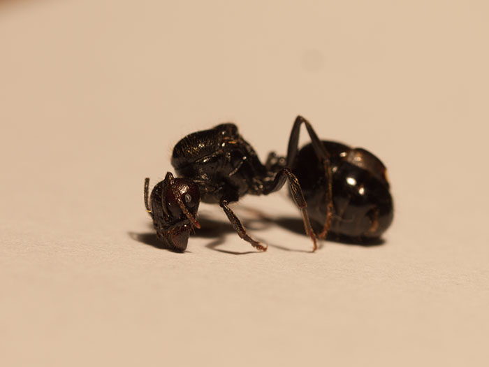 Messor sp 2