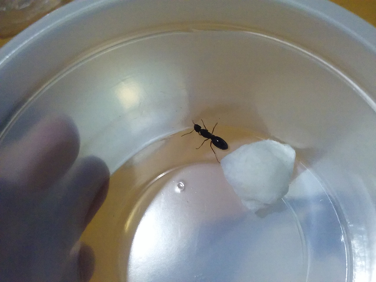 Reina a Identificar