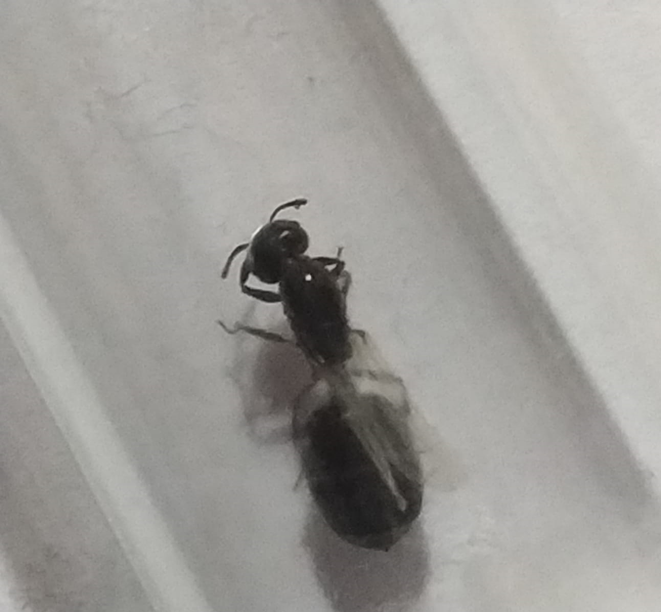 Reina a identificar