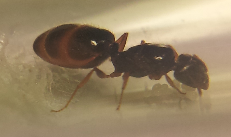 Reina sin identificar, ayuda