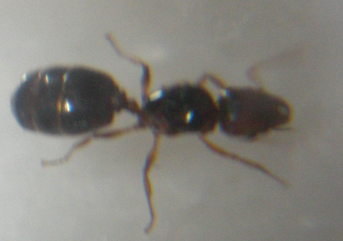 reina?2