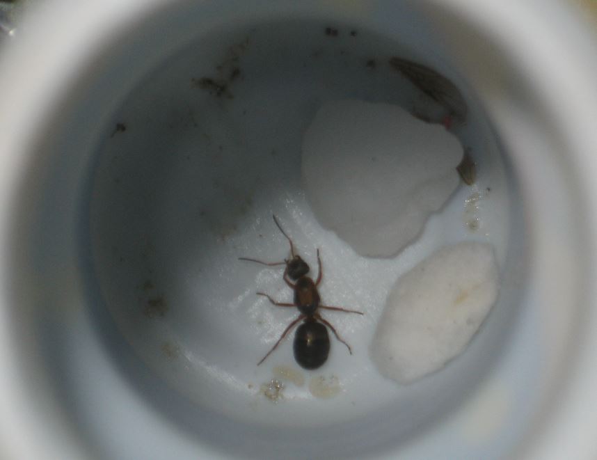 Reina sin identificar con pupas