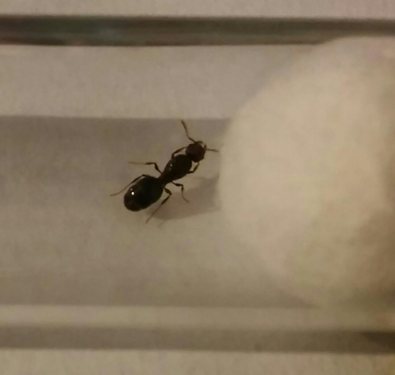 Posible Pogonomyrmex? imagen 2