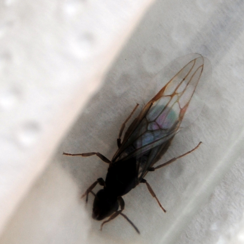 Reina para identificar 1
