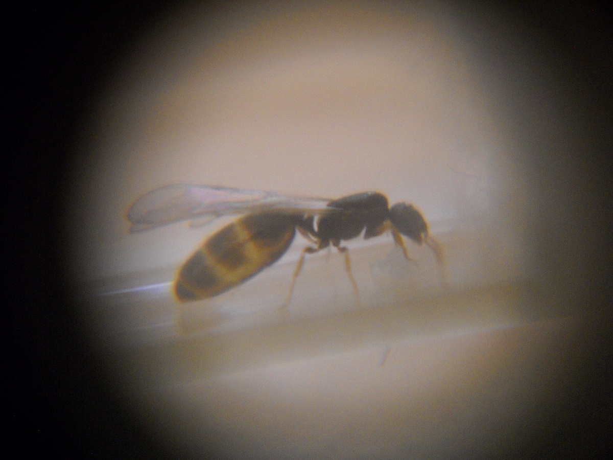 Plagiolepis sp.2 ? 3-9-18