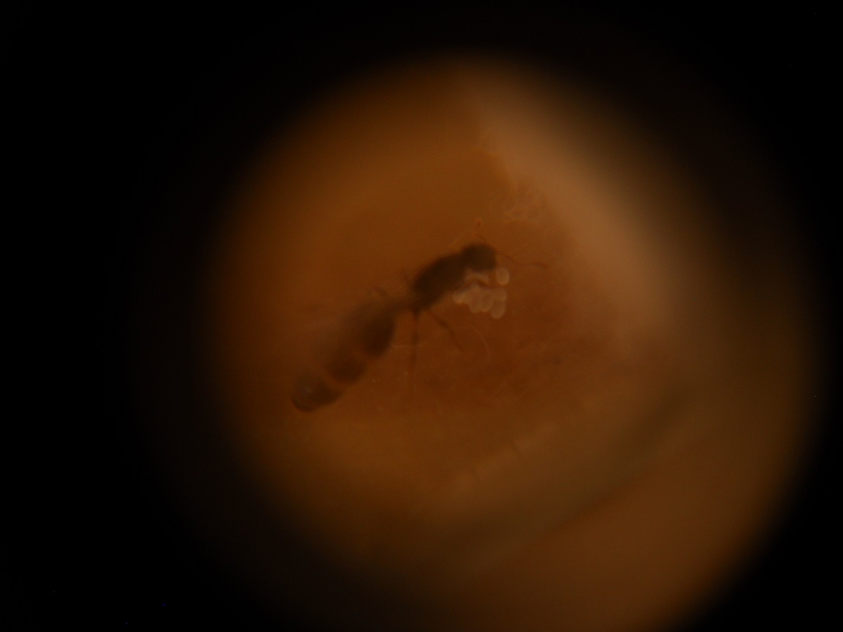 Plagiolepis sp.3 ? 3-9-18