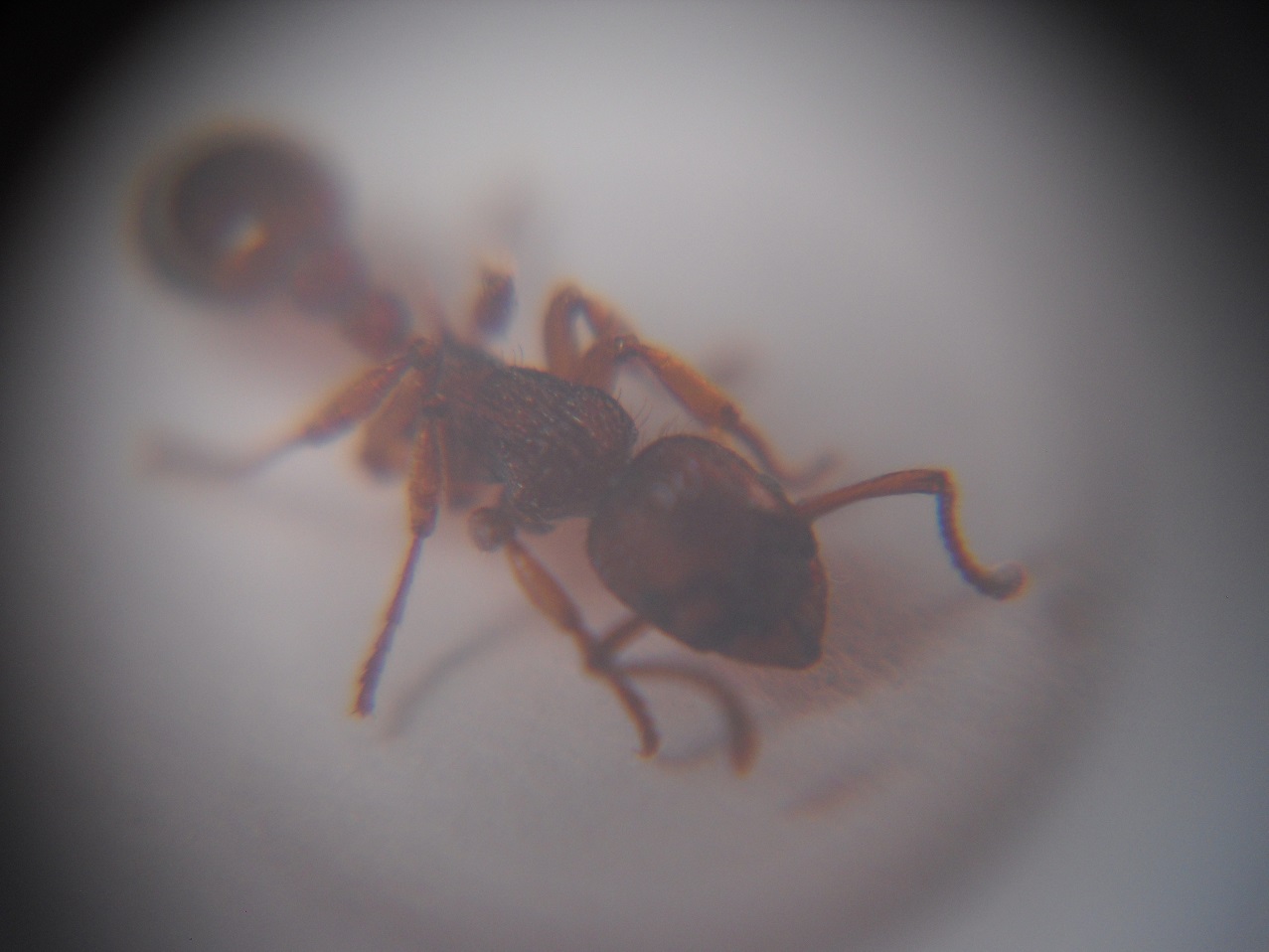 Myrmica3?
