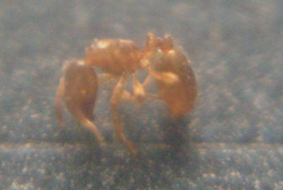 Solenopsis?