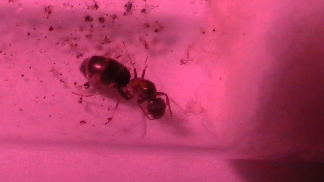 Es solenopsis?