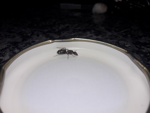 hormiga reina desconocida