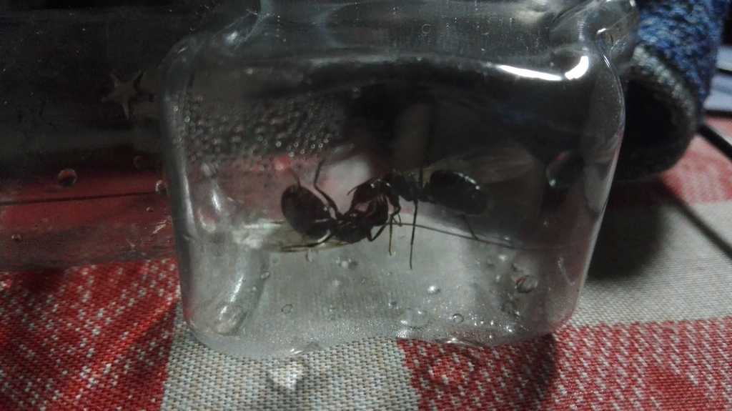 Desconocida