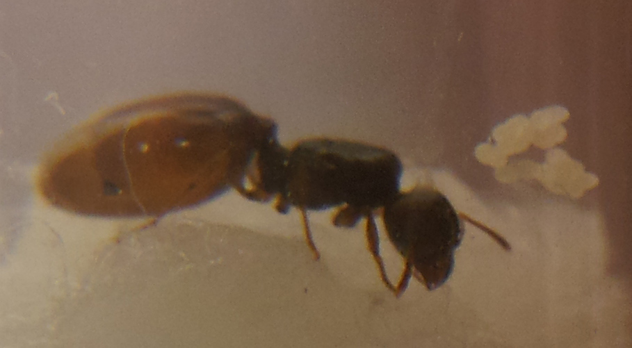 Reina sin identificar, ayuda