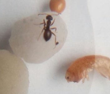 Posible Lasius 3