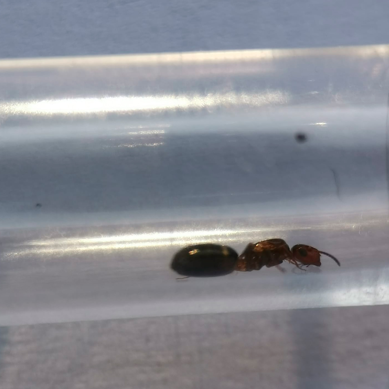 Hormiga a identificar
