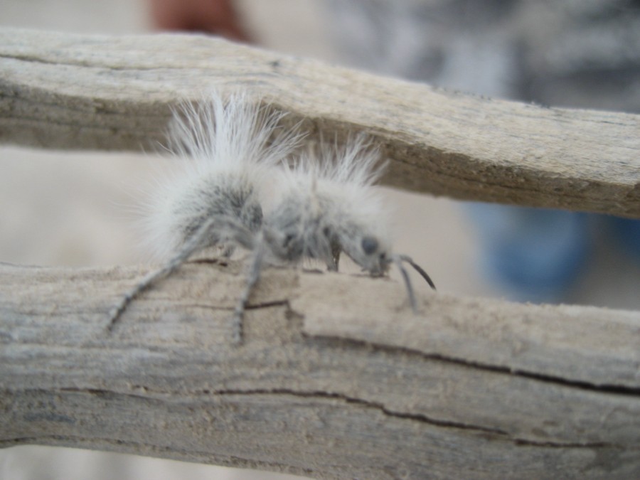 hormiga peluda