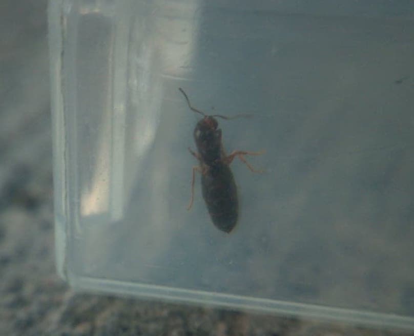 ayuda a identificar