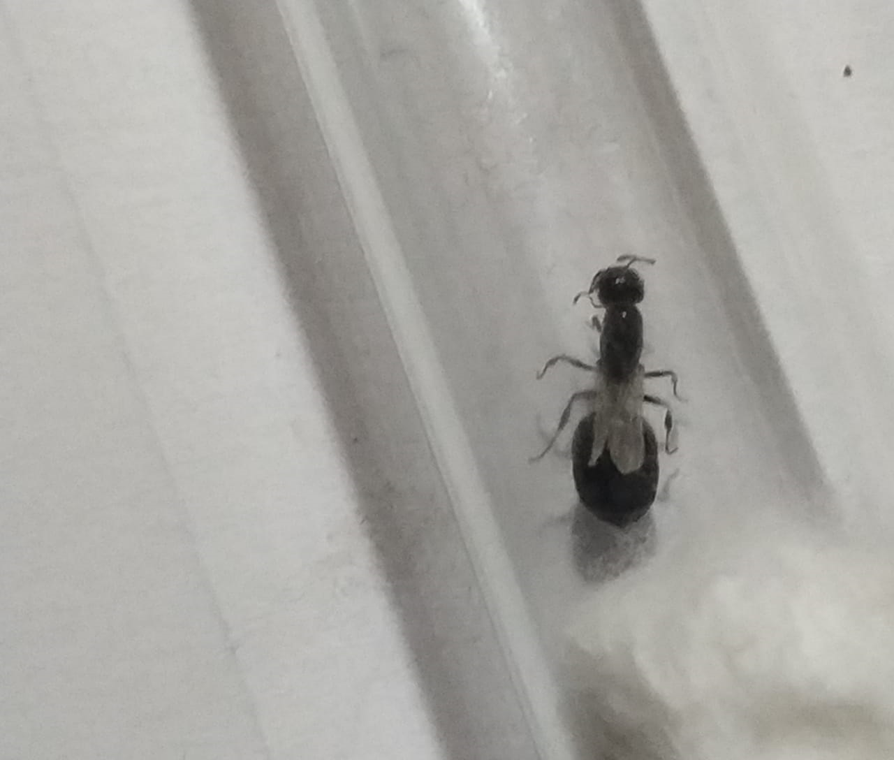 Reina a identificar