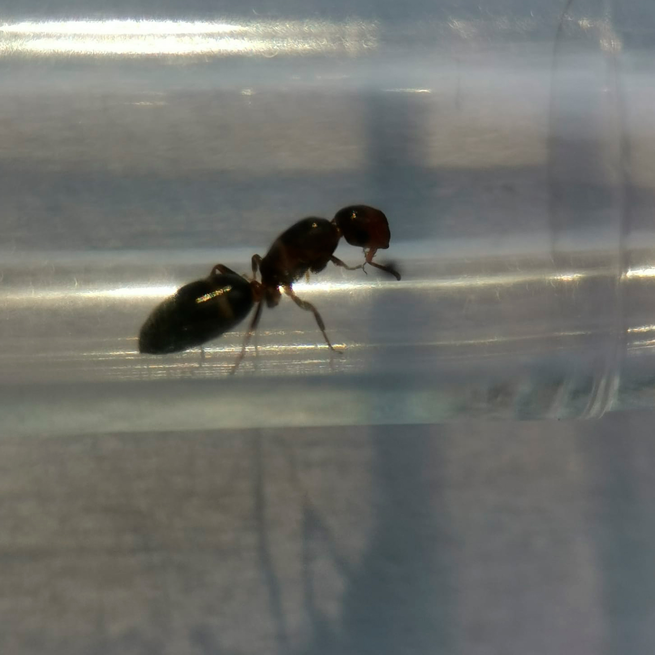 Hormiga a identificar