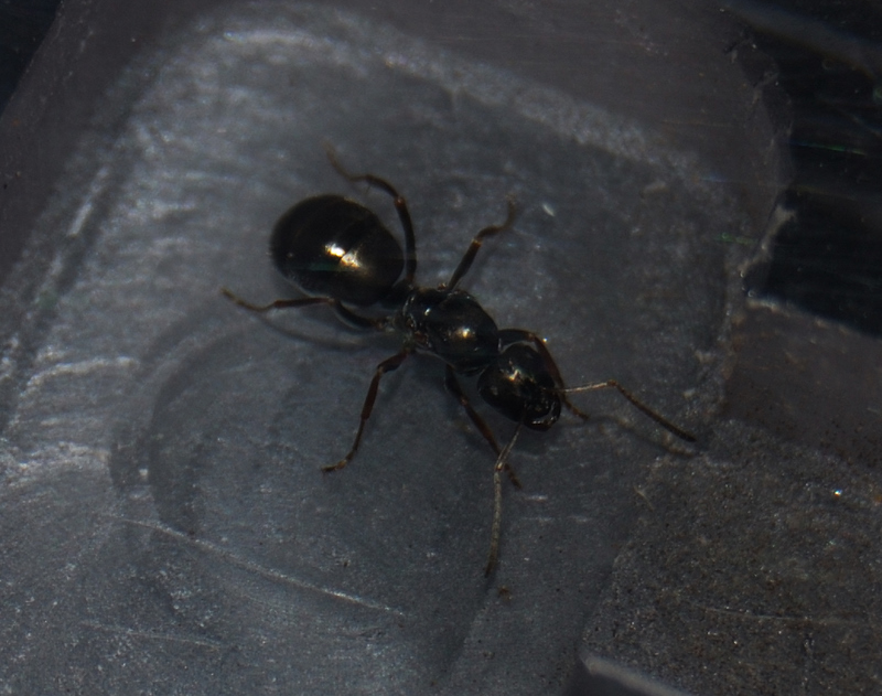 posible camponotus