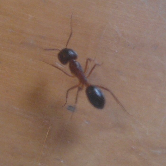 Camponotus pilicornis?