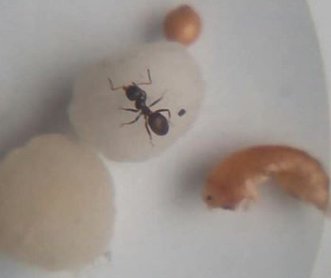 Posible Lasius 4
