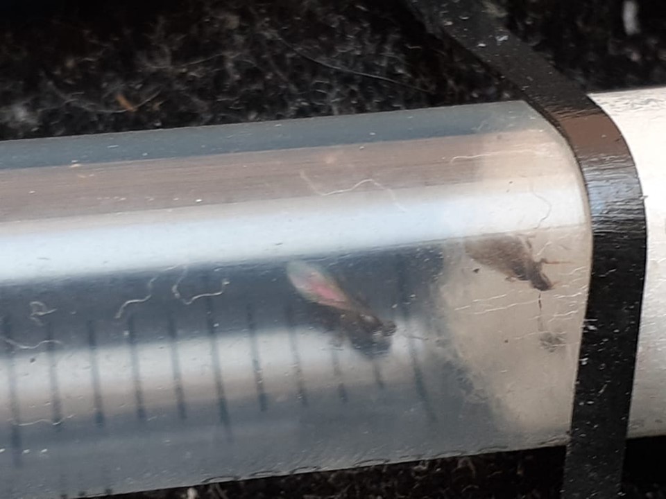 brachymyrmex sp