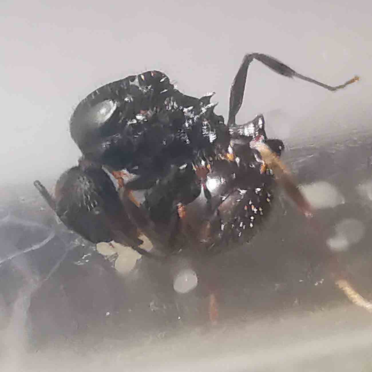 Aphaenogaster? 7