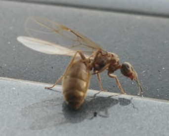Reina por identificar