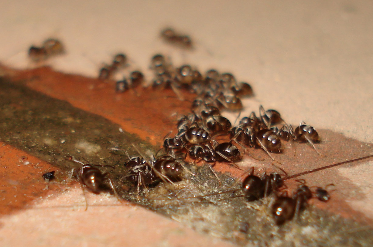 Lasius bebiendo agua con azucar