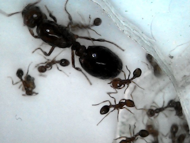 Probable Solenopsis