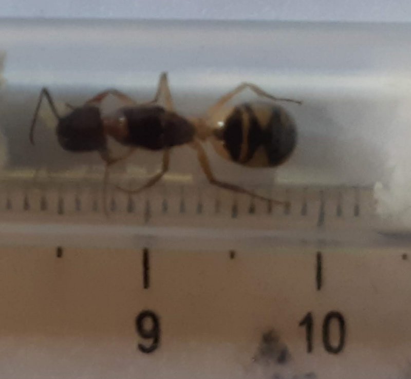 Hormiga A1