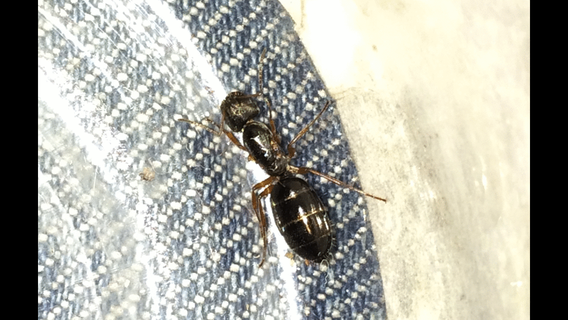 Hormiga reina sin identificar en Uruguay