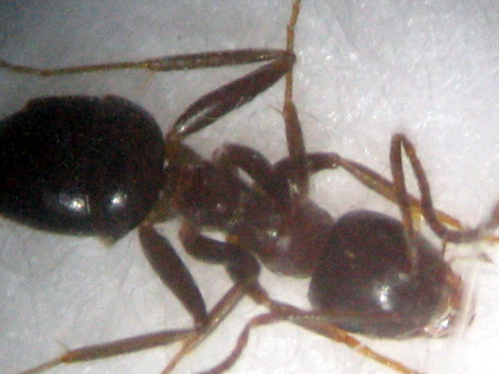 Lasius?_Dani2