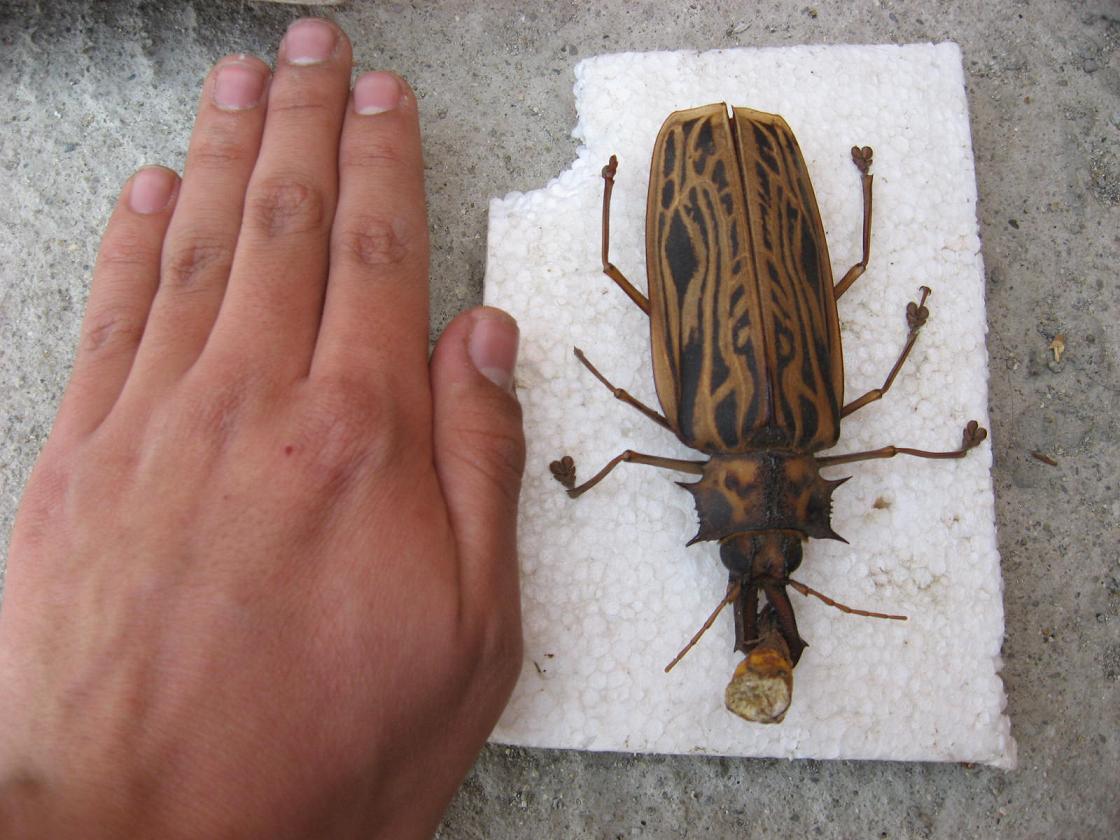 Escarabajo