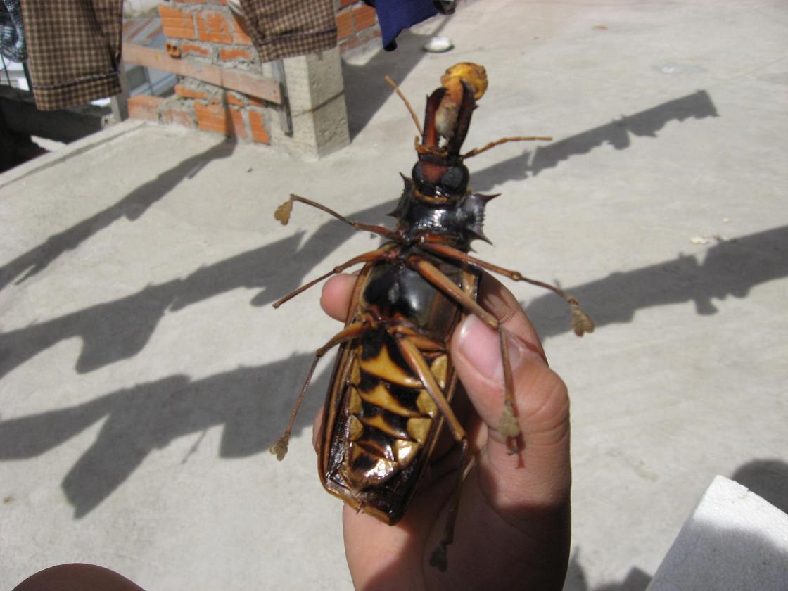 Escarabajo2