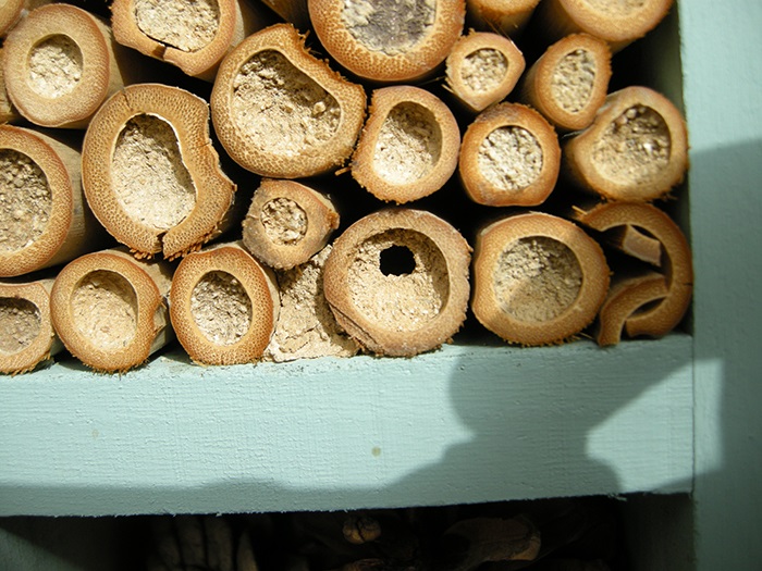 Agujero nido abeja
