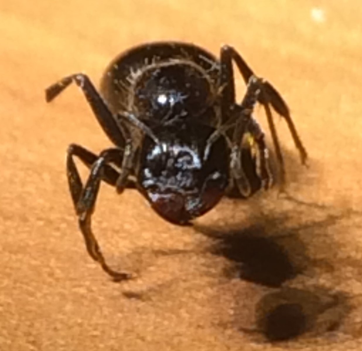 Aphaenogaster? Reina Frente