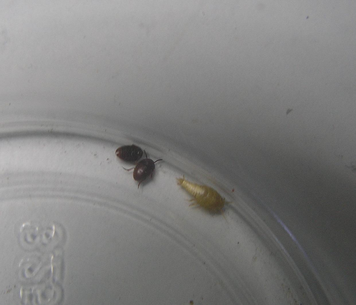 Bichos
